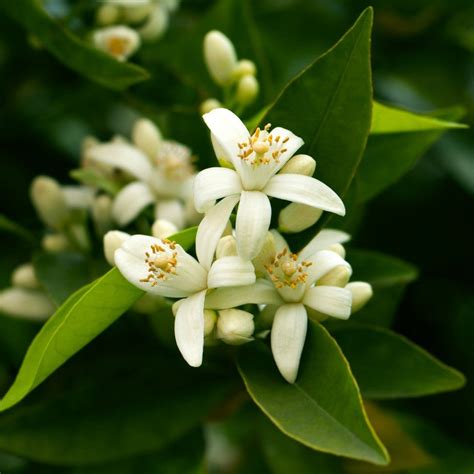 is neroli orange blossom.